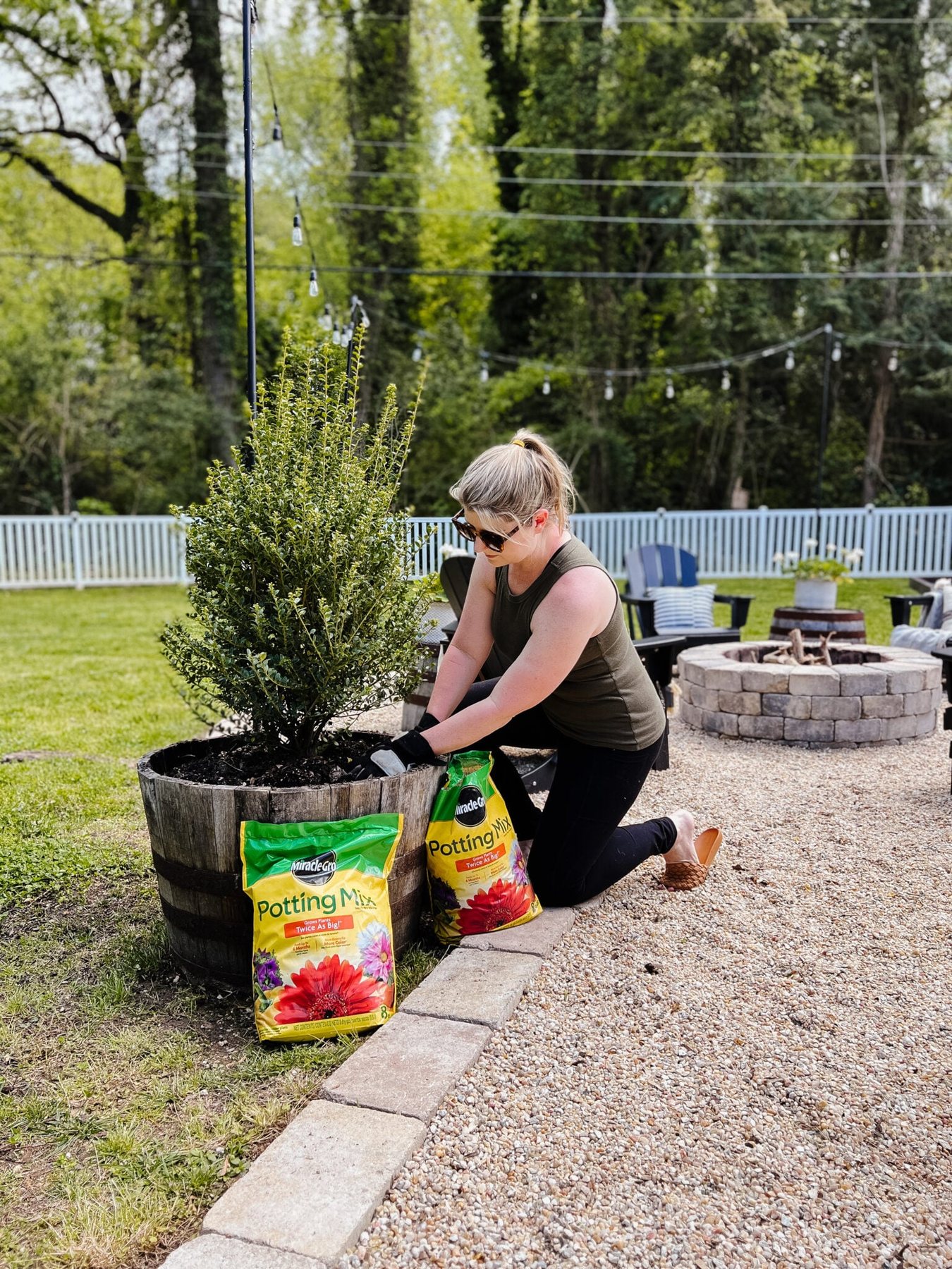 planting boxwood tree in a barrel planter with miracle gro potting mix