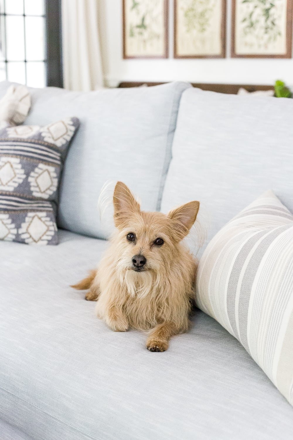 How to keep an eye on your pets while you're away via smart home