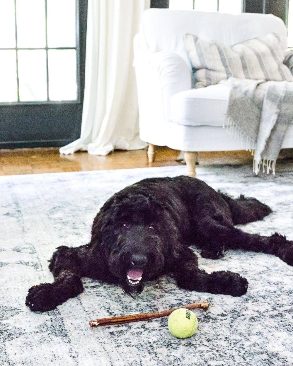How to keep an eye on your pets while you're away via smart home
