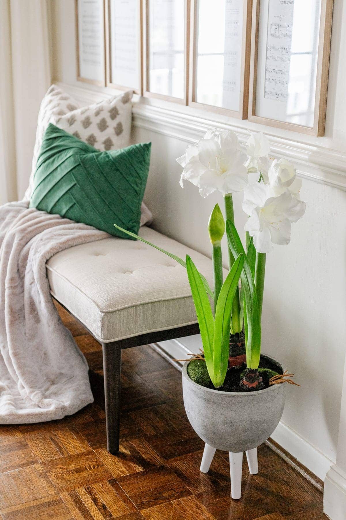 amaryllis planter