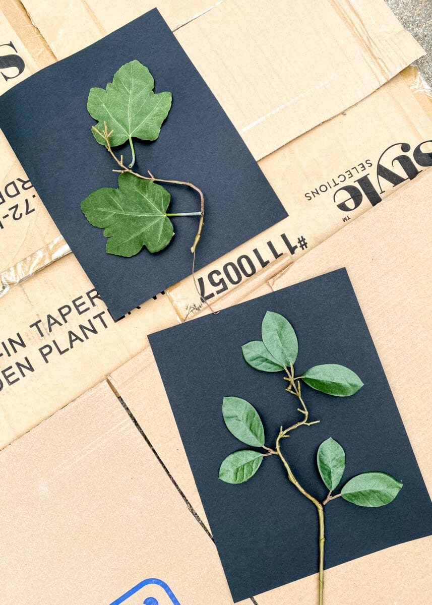 DIY leaf art using leaves and spray paint
