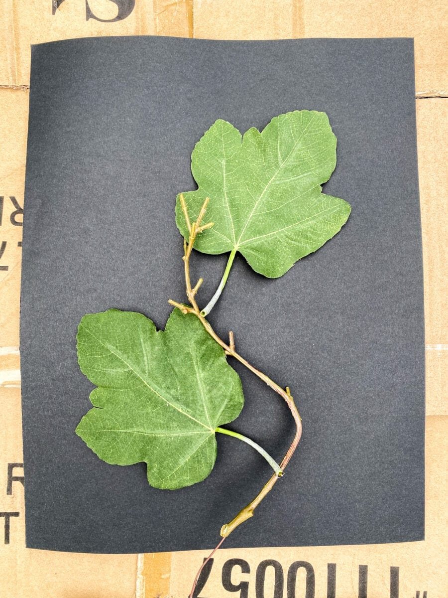 spray painting leaves for diy art