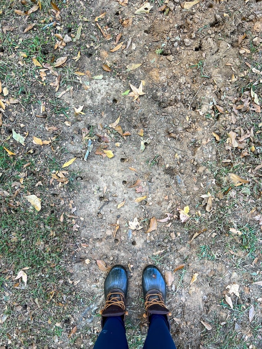 bare patchy lawn overhead shot