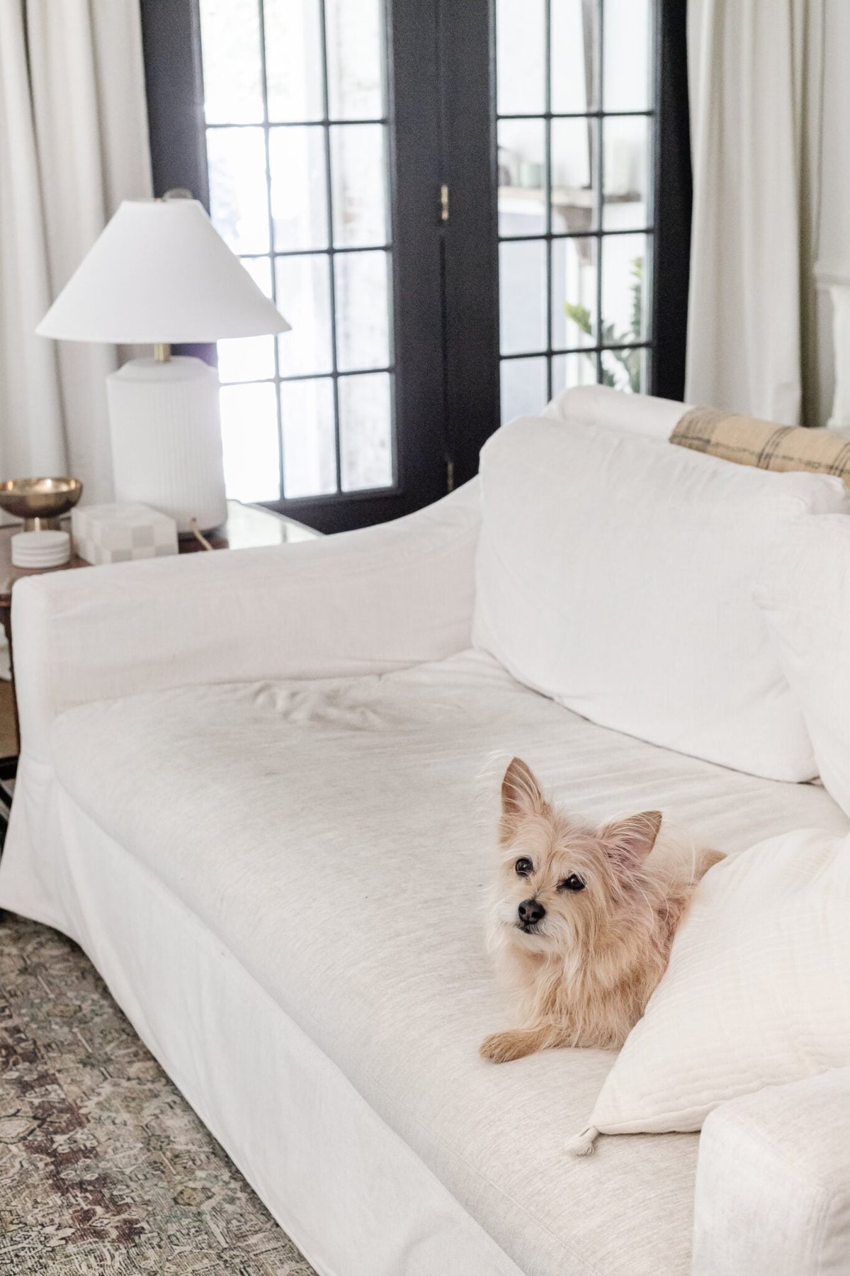 dirty couch slipcover before with dog