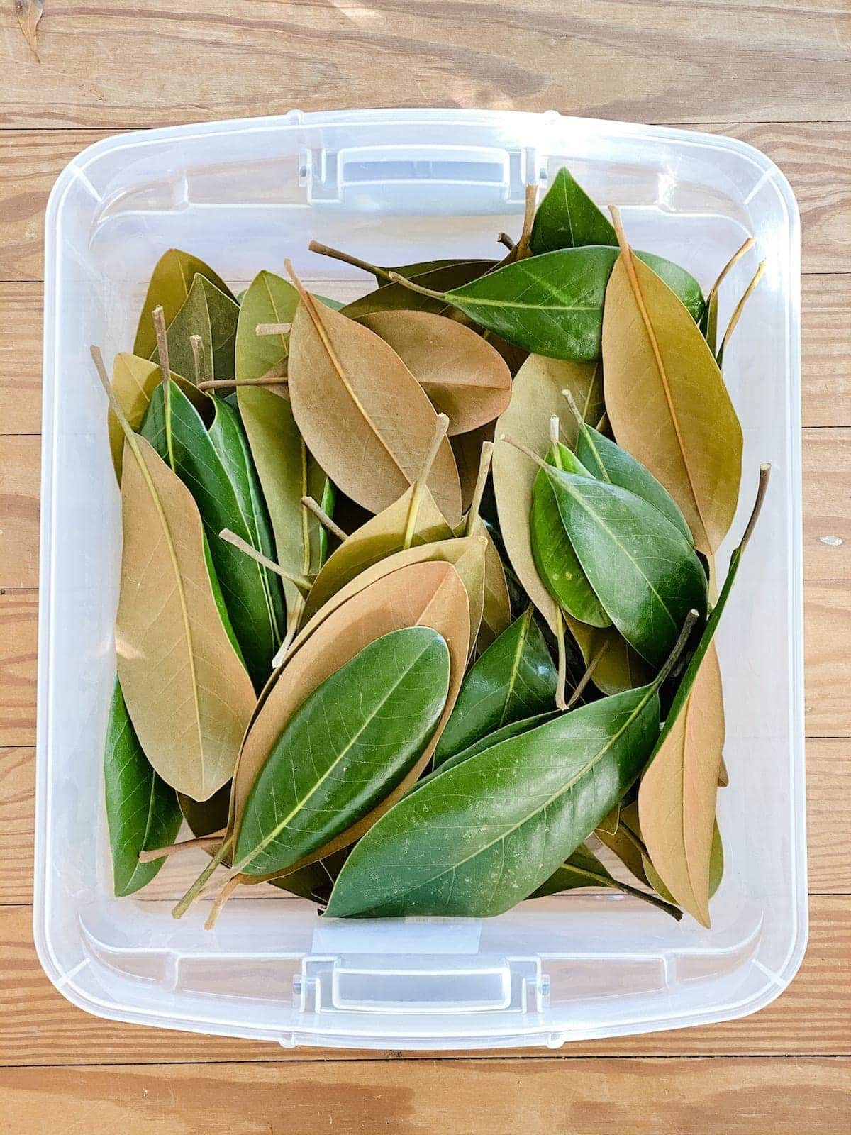 how to preserve magnolia leaves