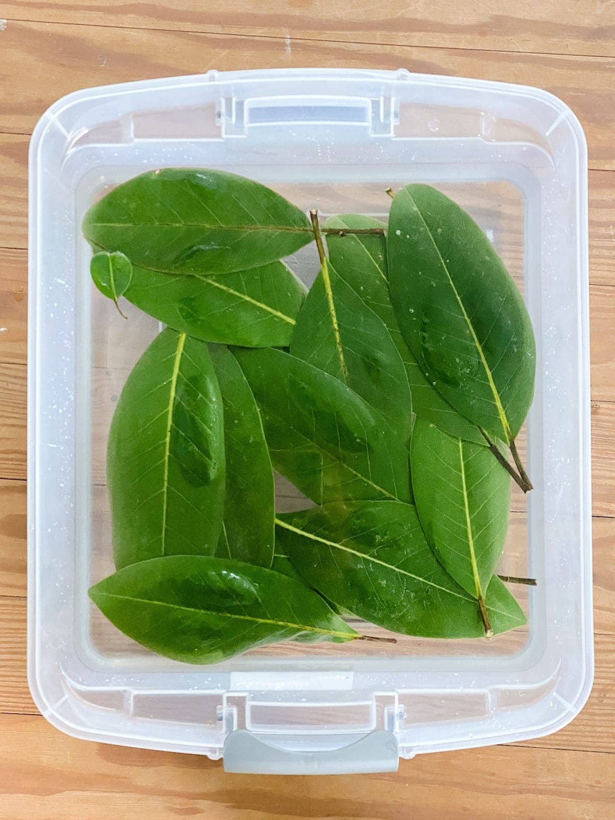 Preserving Magnolia leaves in glycerin for Christmas garlands and wreaths