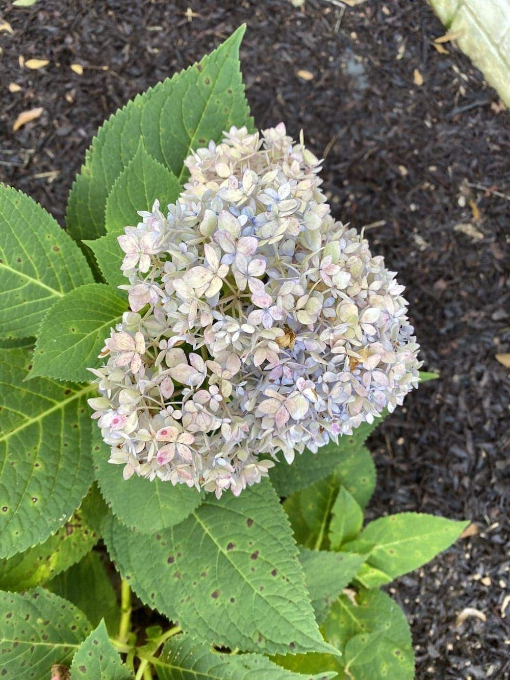 fall hydrangea ready to be dried