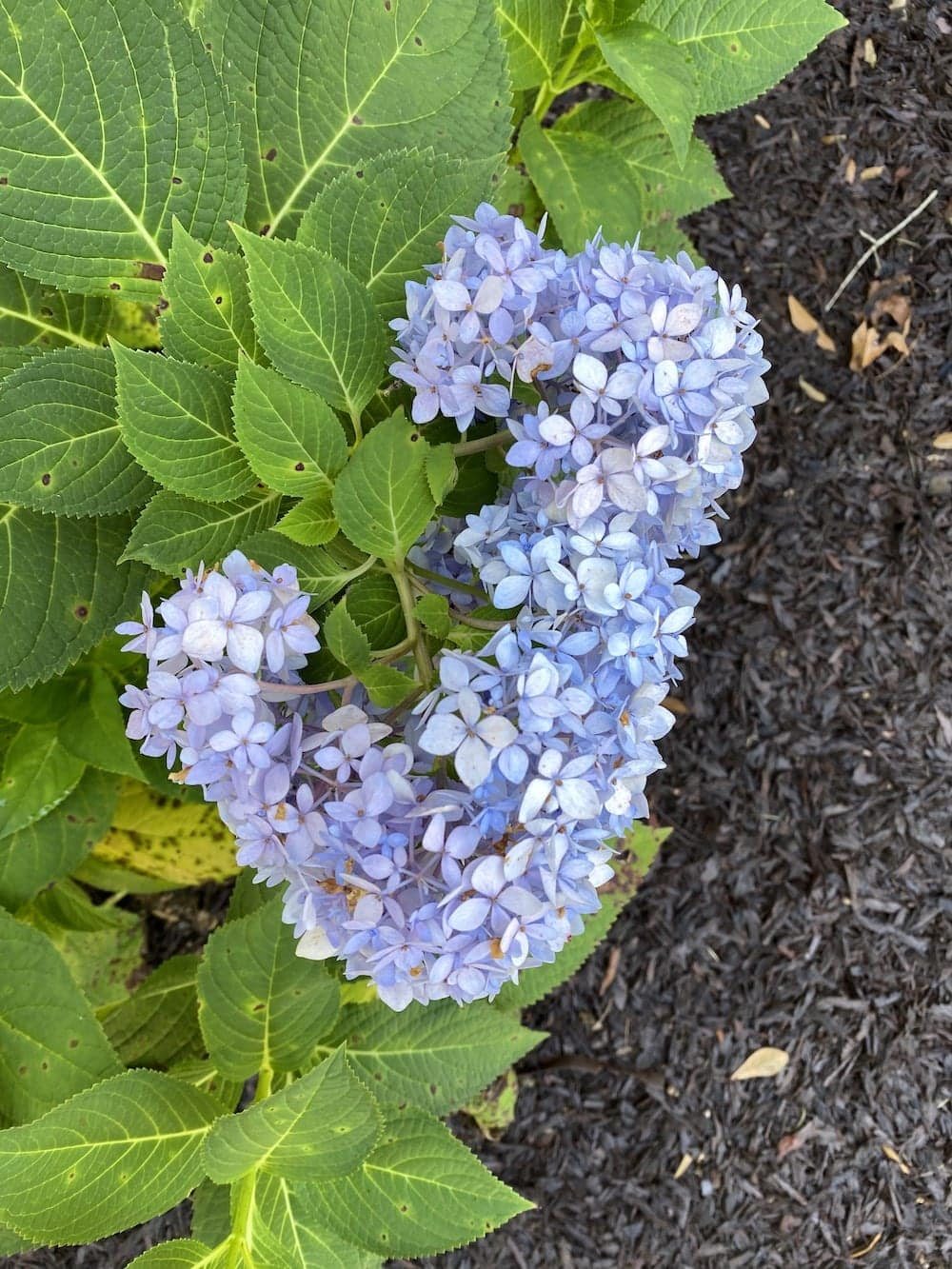 summer hydrangea