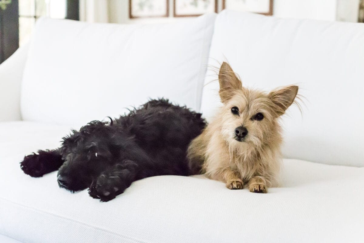 A complete review the IKEA Farlov sofa- how it holds up after 8 months with 2 dogs and a preschooler, the pros and cons of owning one, and tips to keep it looking bright white. #sofa #ikea #farlov #slipcover #furniture #livingroom