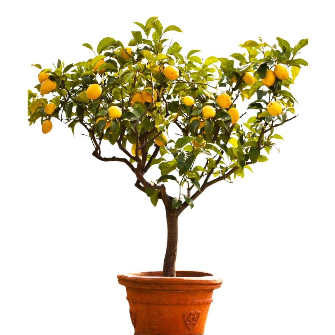 lemon tree