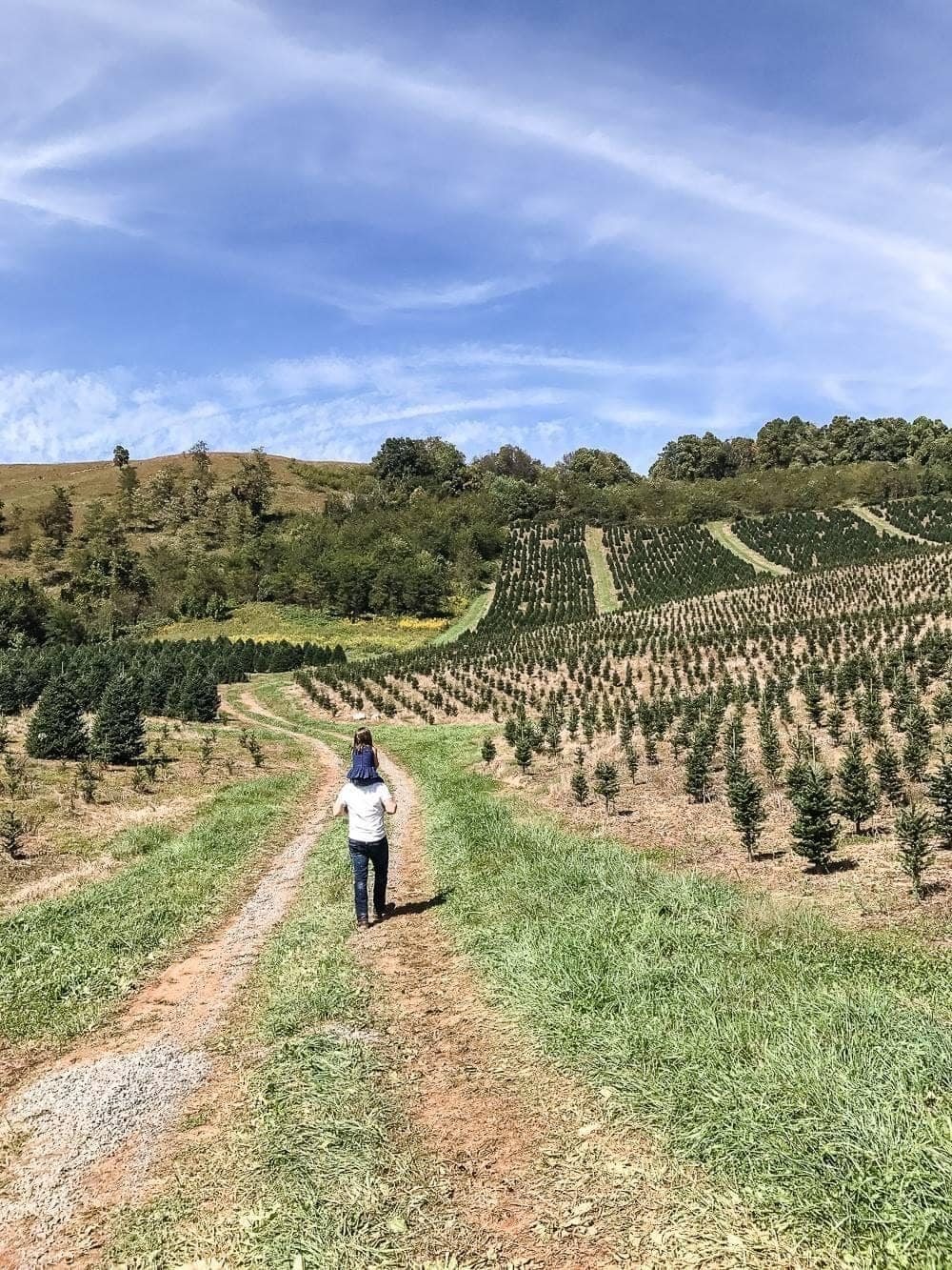 Frosty's Choose & Cut Tree Farm - Jefferson, NC