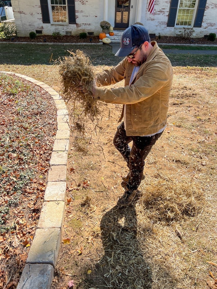 scattering hay over newly seeded bare patches in lawn