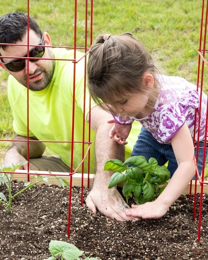 little girl and father planting basil in a backyard garden