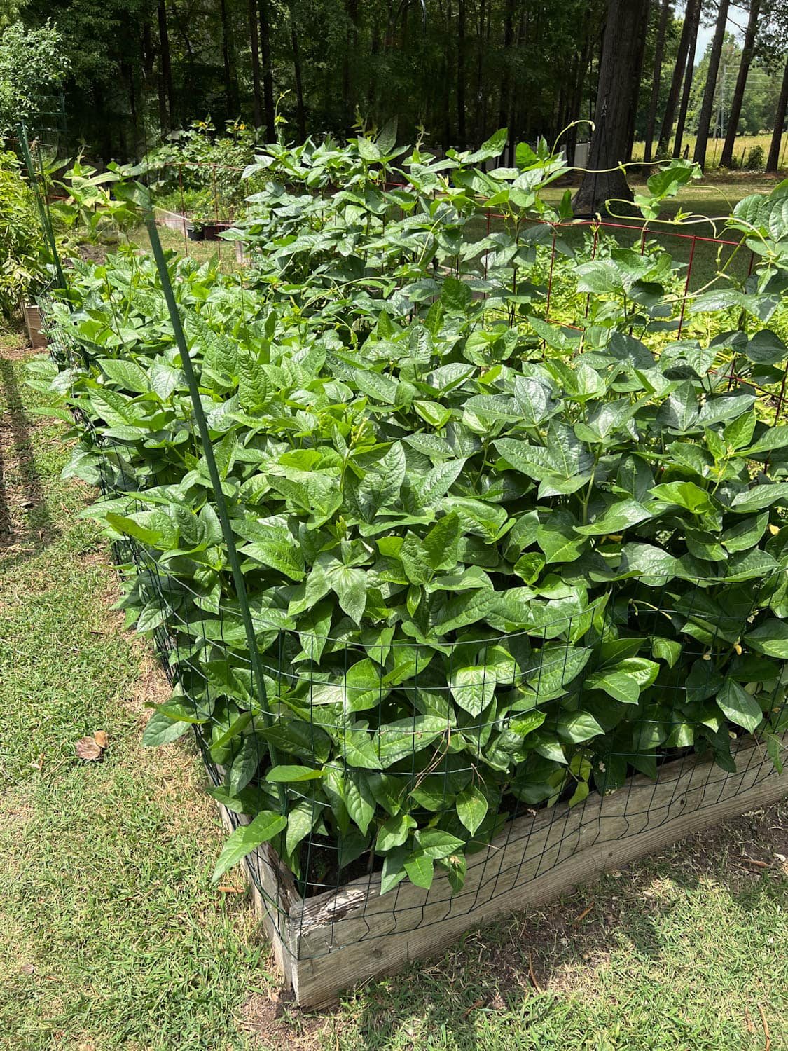 a high yield raised bed vegetable garden in a backyard with large plants