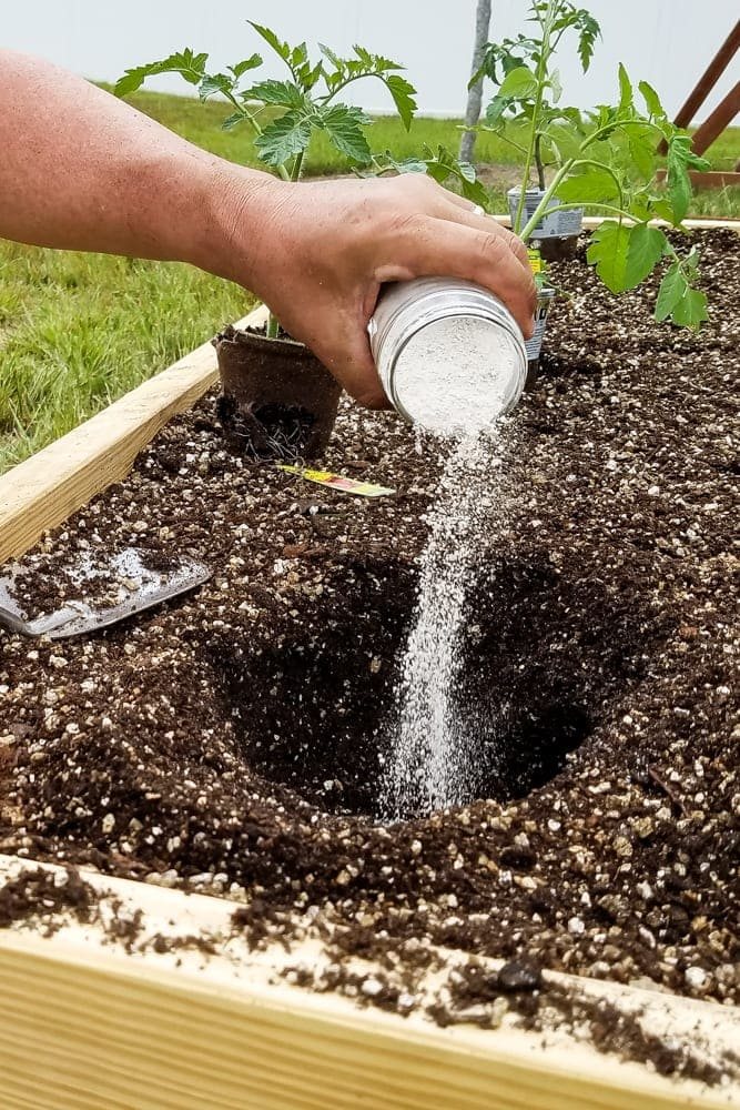 pouring lime powder into plant holes before planting