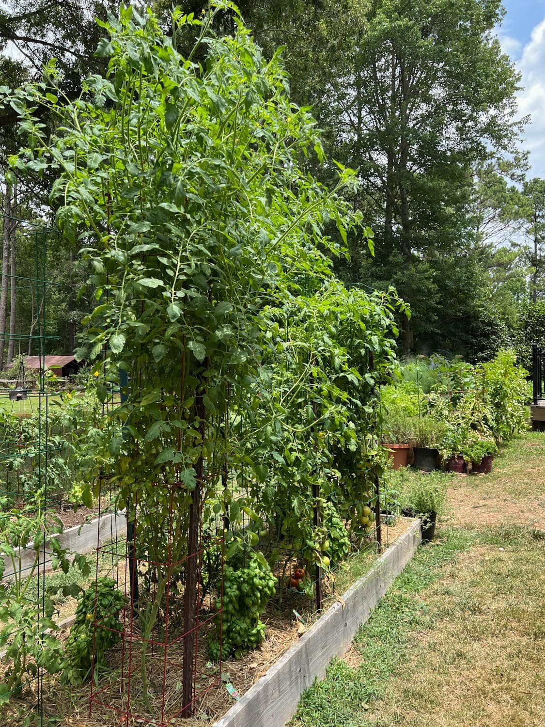 high yield raised bed vegetable garden in a backyard