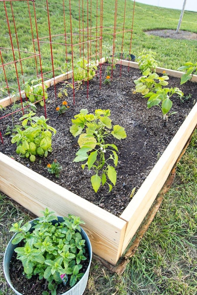 a newly built raised bed vegetable garden in a backyard with basil, tomatoes, peppers, mint, summer squash, and zucchini