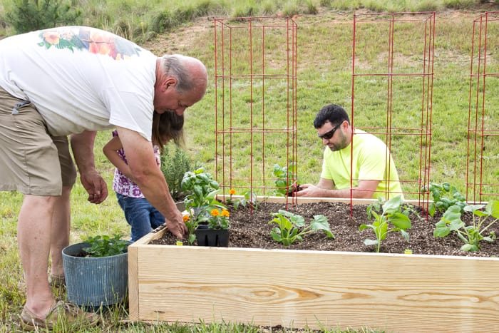 little girl, father, and grandfather planting vegetable plants
