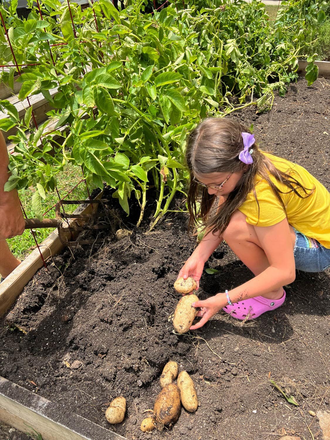 little girl harvesting potatoes from a backyard raised bed vegetable garden