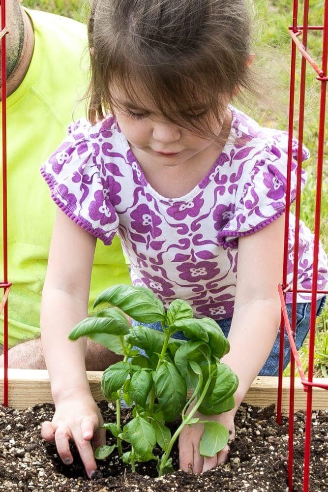 little girl planting basil in a raised bed vegetable garden