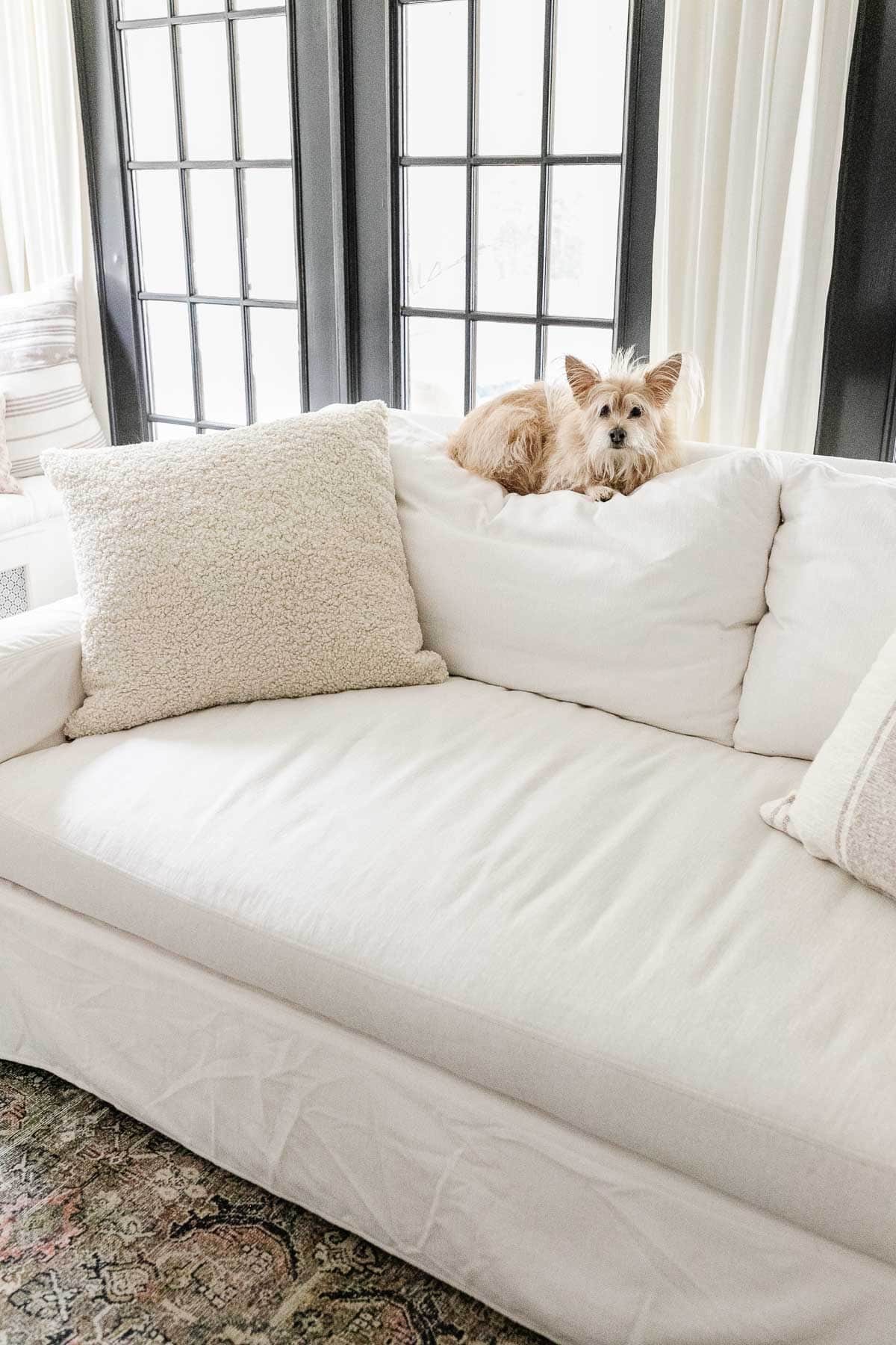 white sofa with dog sitting on the back