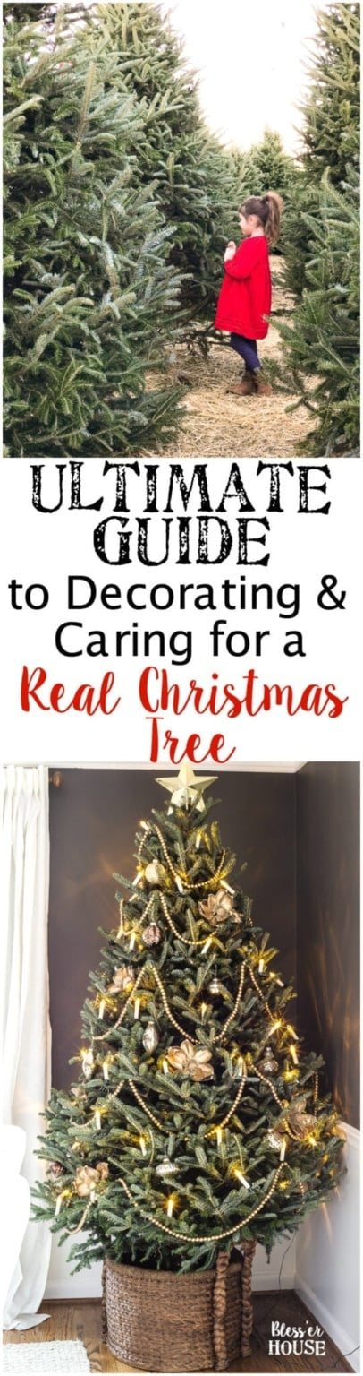 The Ultimate Guide to Decorating and Caring for a Real Christmas Tree | unigumushane.com - A step-by-step guide for decorating a real Christmas tree like a pro and how to take care of it to make it last throughout the holiday season. #realchristmastree #livechristmastree #christmastree #treedecor