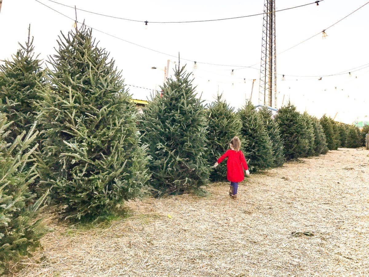 little girl at a tree farm