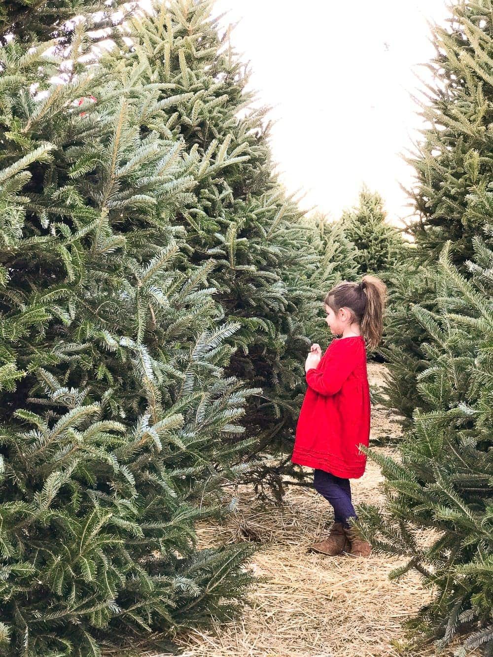 choosing a Christmas tree at a tree farm