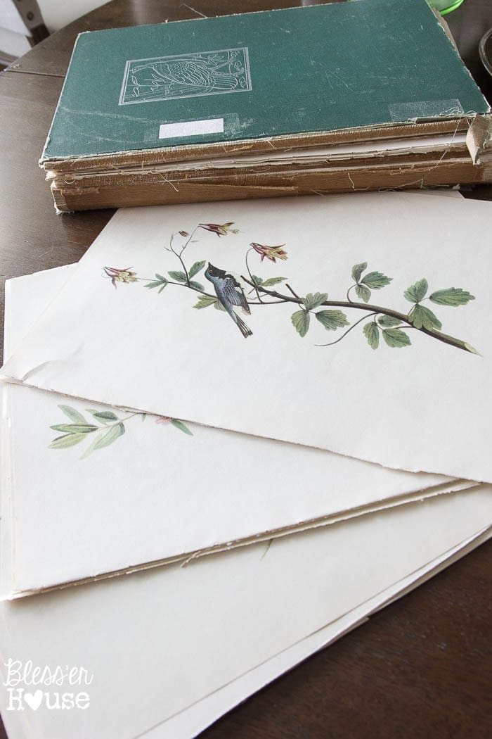 Easy Window Picture Frame and Free Botanical Printables | unigumushane.com