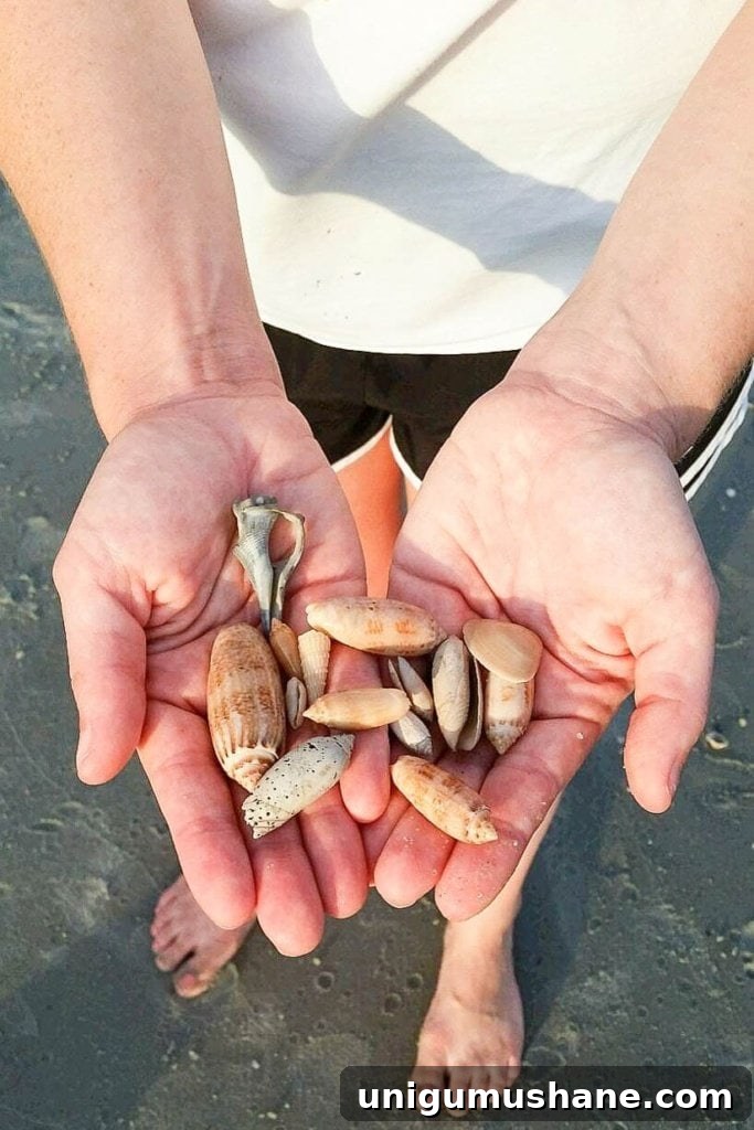 Seashell Printer Tray Shadow Box for Coastal Vignette 3 DIY Seashell Printer Tray Shadow Box + Coastal Vignette | Bless'er House