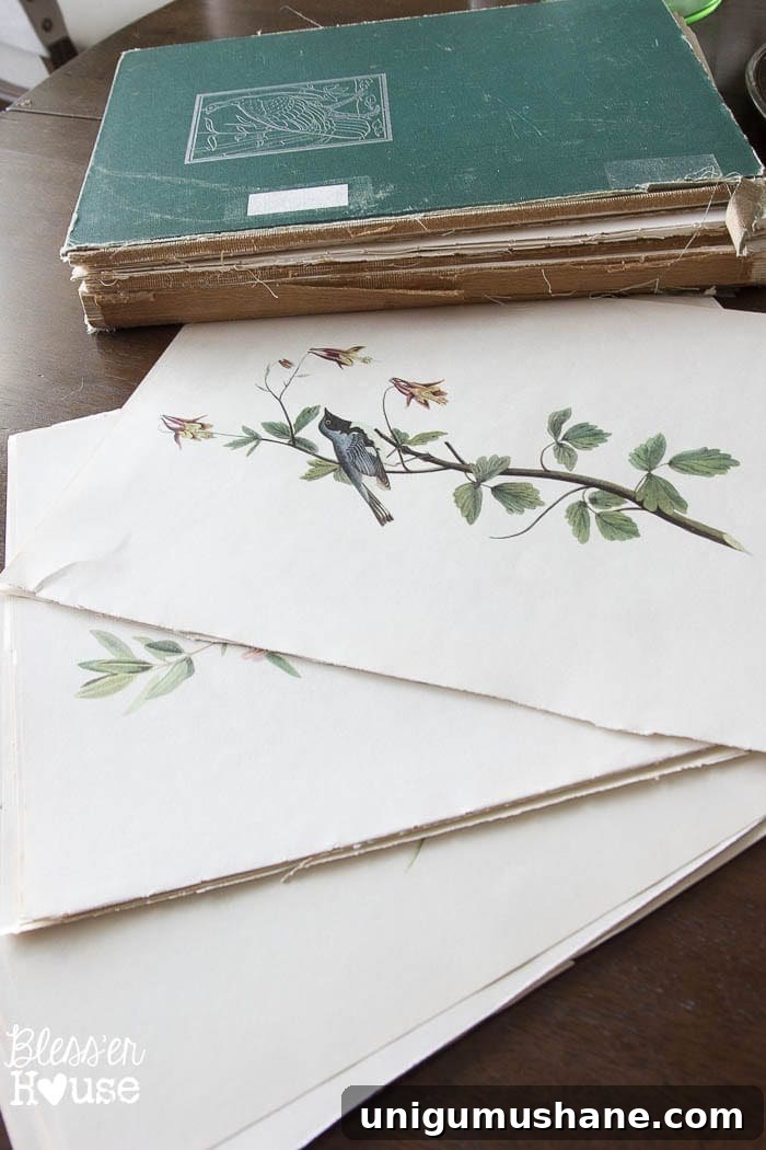 Easy Window Picture Frame and Free Botanical Printables | blesserhouse.com