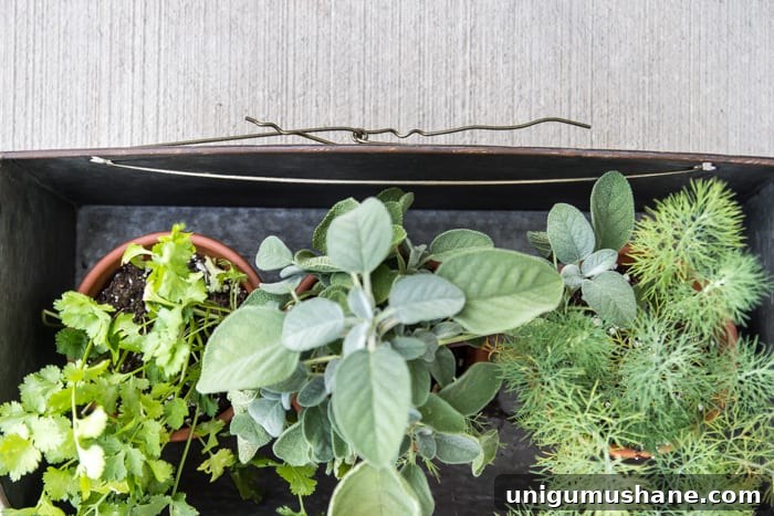 Planters hung on siding using clips