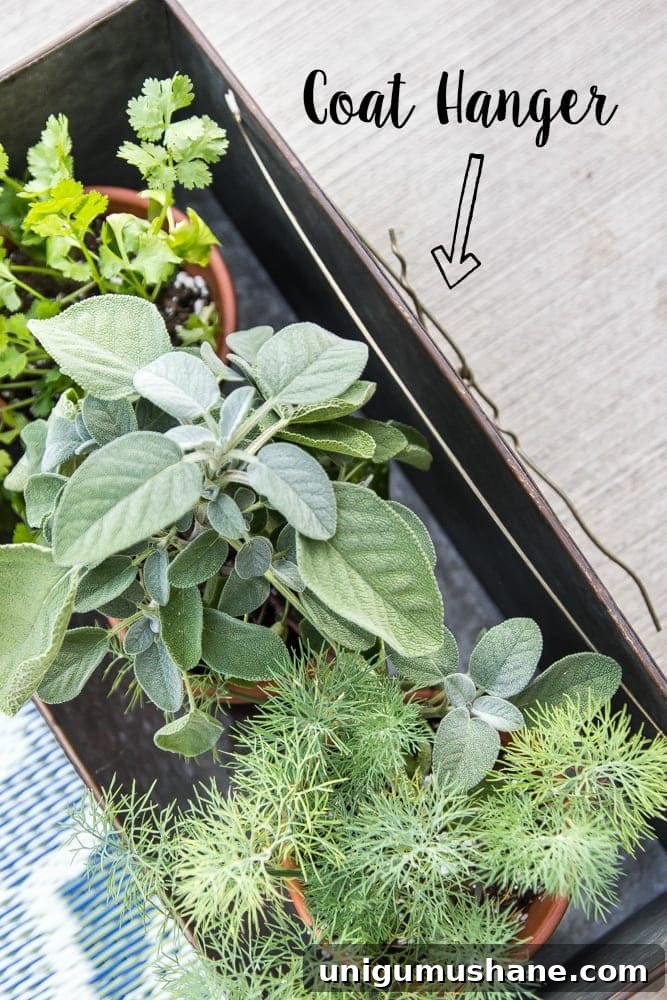 Close-up of hooked planter using wire hanger