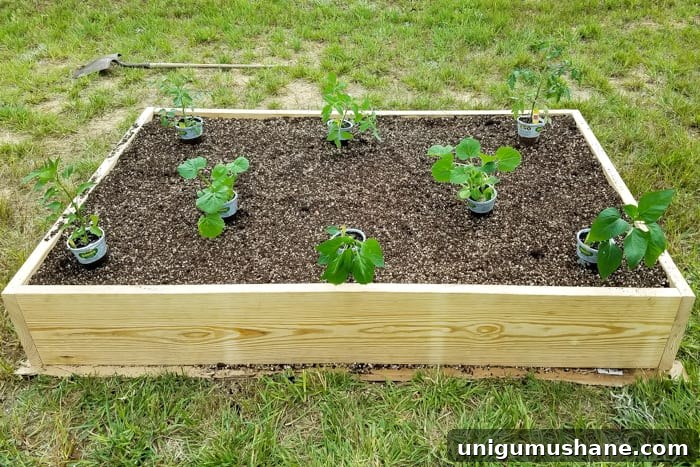 How to Grow a High Yield Raised Bed Vegetable Garden 11 planning plant placements for preparing a raised bed vegetable garden frame