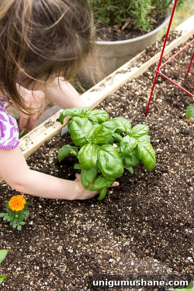 How to Grow a High Yield Raised Bed Vegetable Garden 13 little girl planting basil in a backyard garden