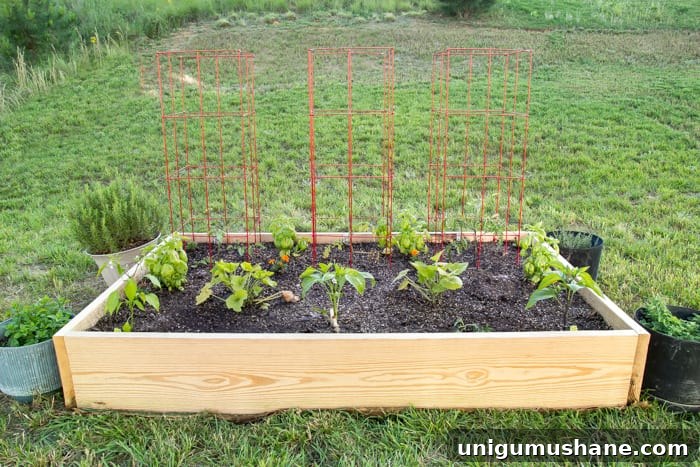 How to Grow a High Yield Raised Bed Vegetable Garden 14 a newly built raised bed vegetable garden in a backyard