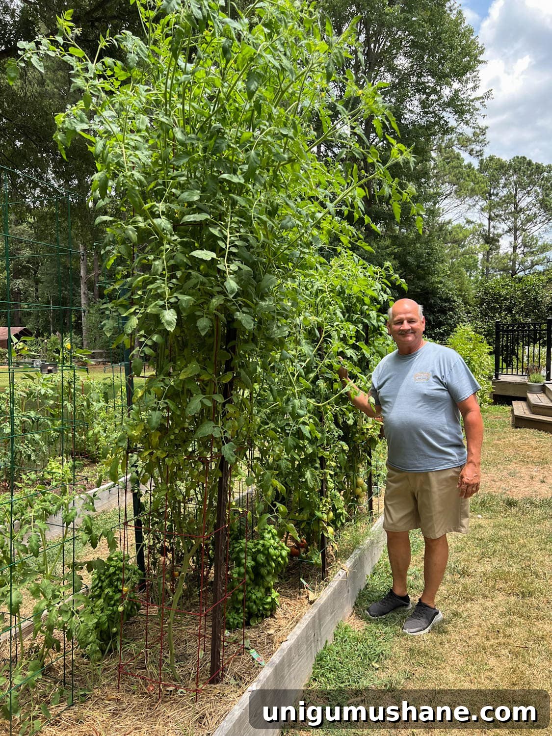 How to Grow a High Yield Raised Bed Vegetable Garden 3 man standing next to a a 12 feet tall raised bed vegetable garden