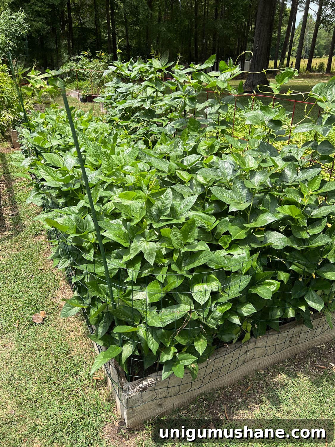 How to Grow a High Yield Raised Bed Vegetable Garden 4 a high yield raised bed vegetable garden in a backyard with large plants