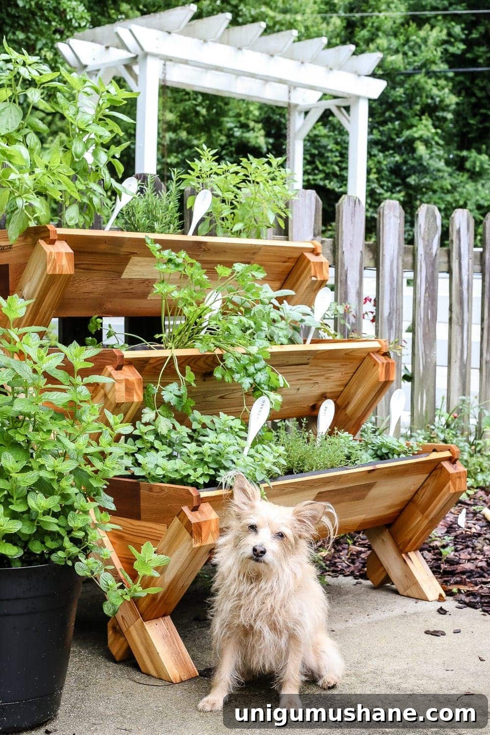 DIY Wooden Spoon Plant Markers: Stylish Garden Labels 11 Lola the dog near herb garden