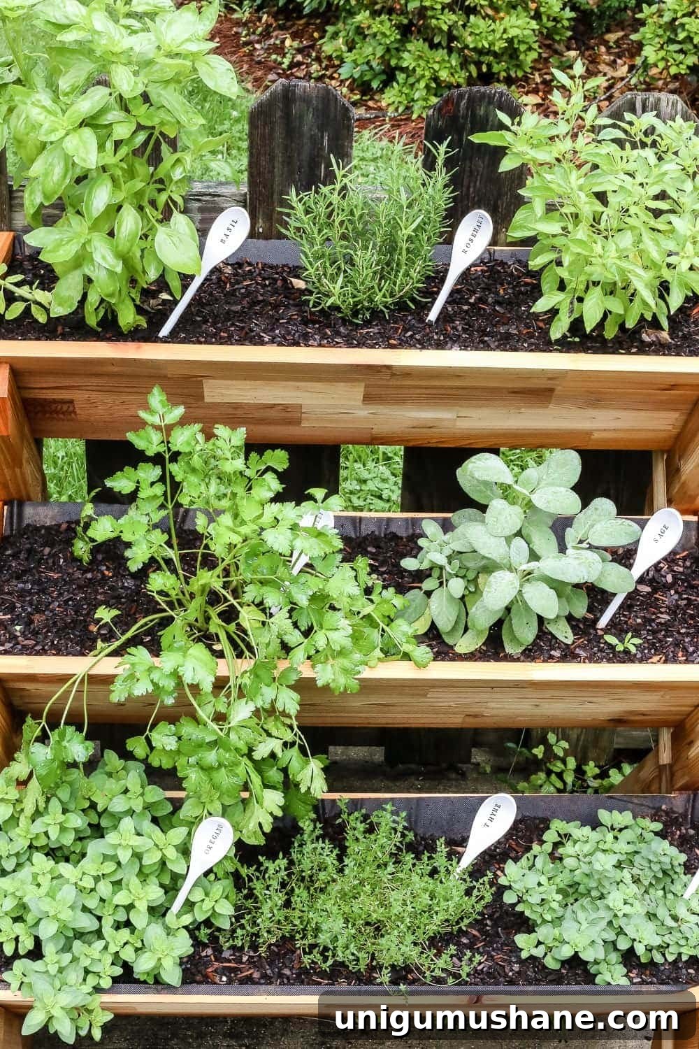 DIY Wooden Spoon Plant Markers: Stylish Garden Labels 9 Fresh herbs for cooking
