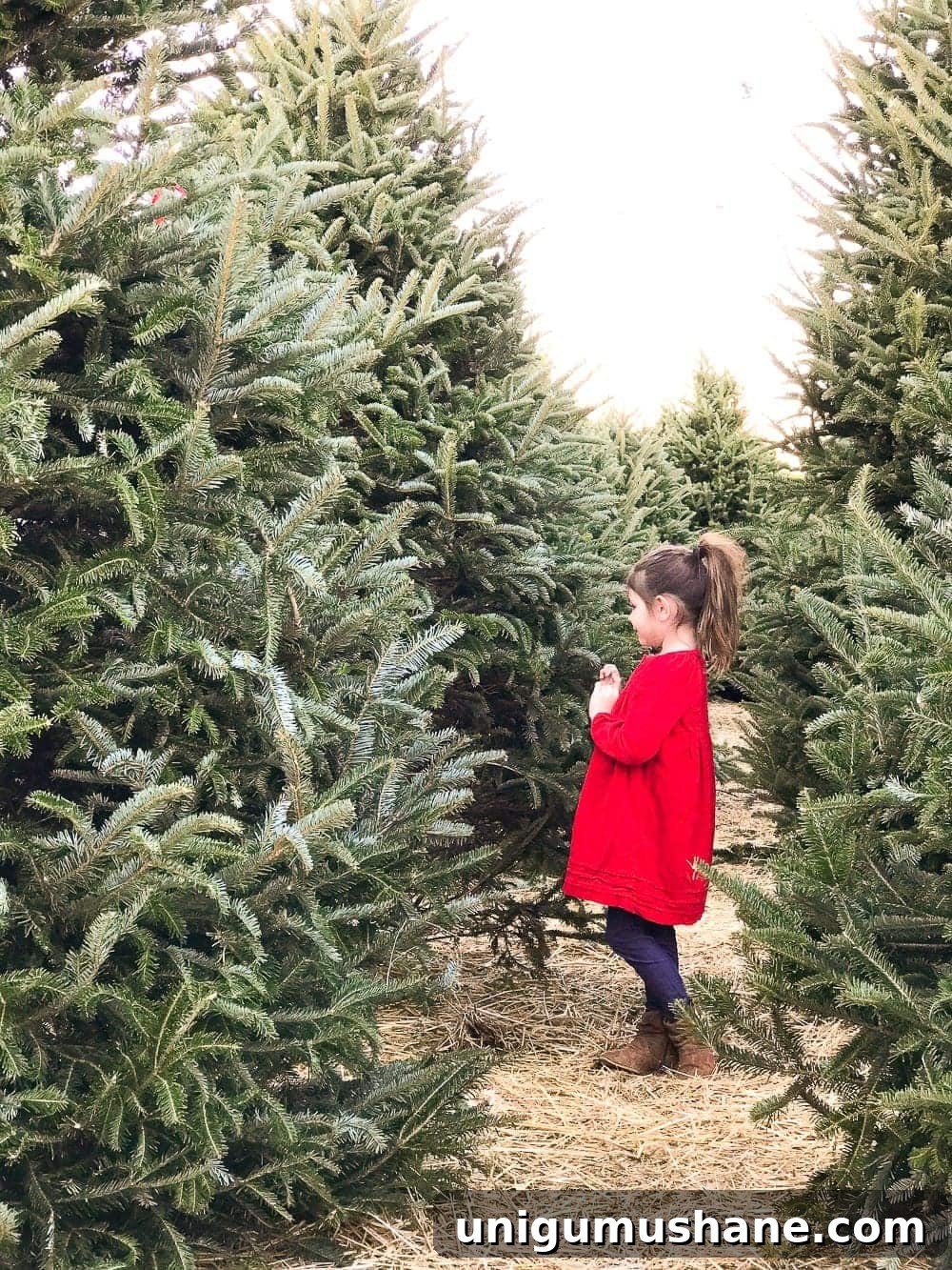 How to Decorate a Real Christmas Tree: Step-by-Step 4 choosing a Christmas tree at a tree farm