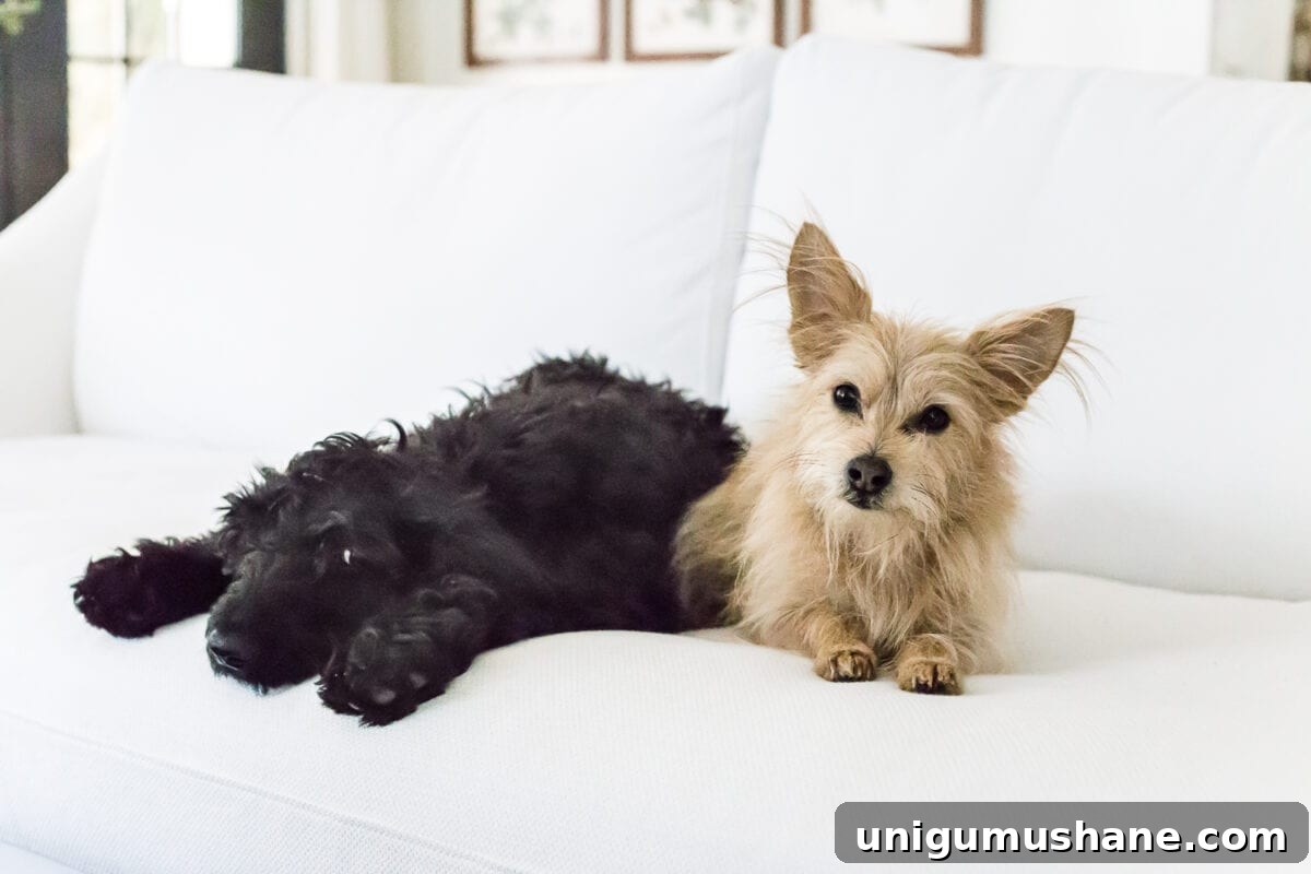 IKEA Farlov Sofa: 8-Month Review — How It's Holding Up 3 A complete review the IKEA Farlov sofa- how it holds up after 8 months with 2 dogs and a preschooler, the pros and cons of owning one, and tips to keep it looking bright white. #sofa #ikea #farlov #slipcover #furniture #livingroom