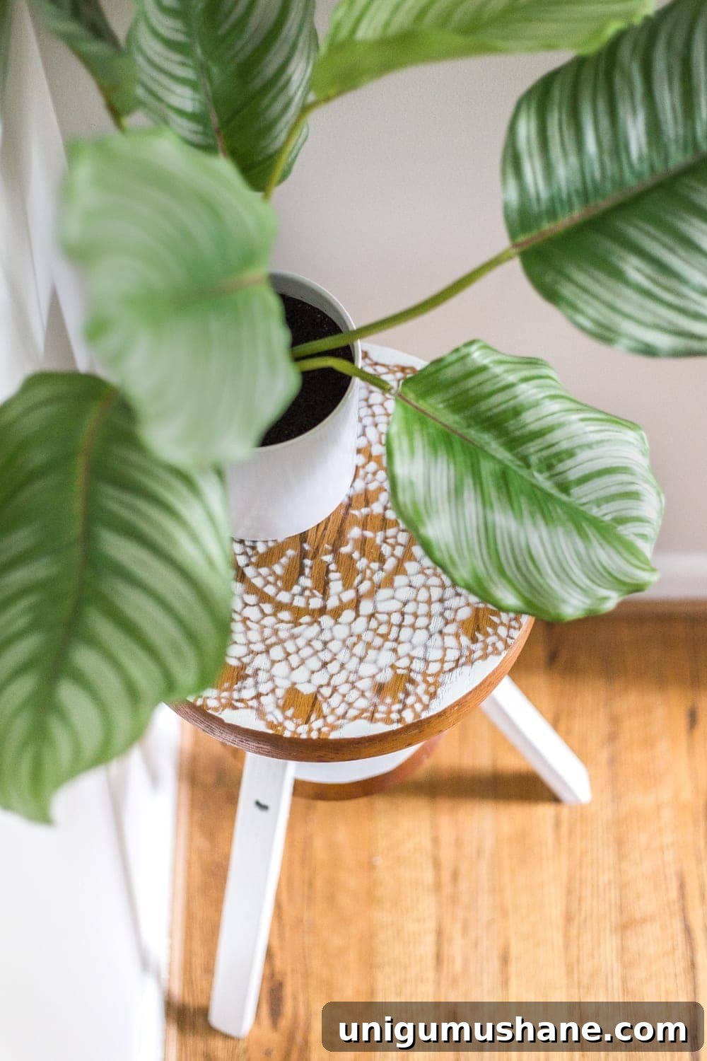 Repurpose a Piano Stool into a Stylish Plant Stand 7 A global designer-inspired DIY plant stand made from a thrifted piano stool using just spray paint and a doily for a quick and easy makeover. #plantstand #pianostool #globaldecor #spraypaint #thriftstoreflips #thrifting #diyhomedecor #thriftedhomedecor