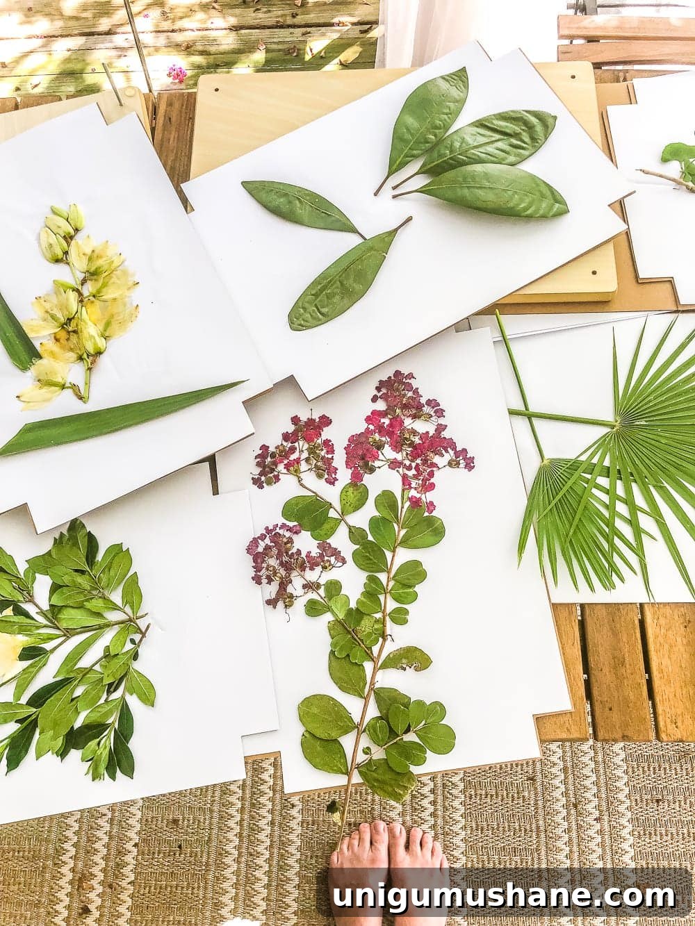 DIY Pressed Flower Art Projects for Home Decor 6 DIY Pressed Flower Art | How to press flowers and leaves from your own backyard to frame as inexpensive, vintage-inspired wall decor.
