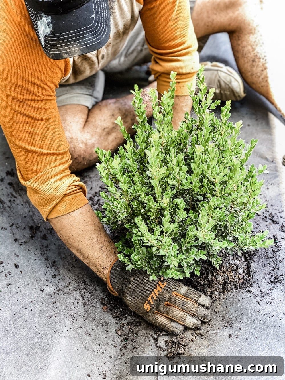 Planting new shrubs