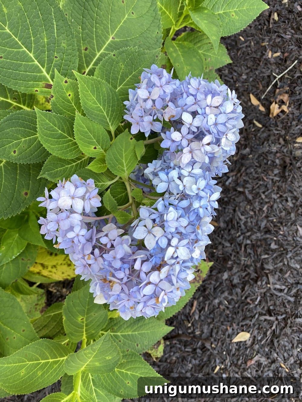 How to Dry Hydrangeas for Long Lasting Fall Decor 3 summer hydrangea bloom that is too fresh to dry
