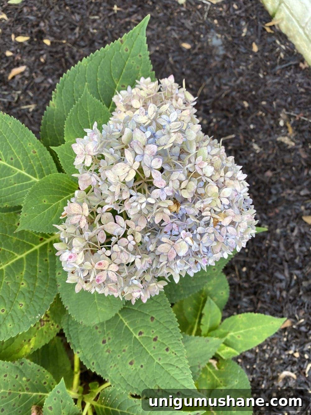 How to Dry Hydrangeas for Long Lasting Fall Decor 4 fall hydrangea bloom ready to be dried