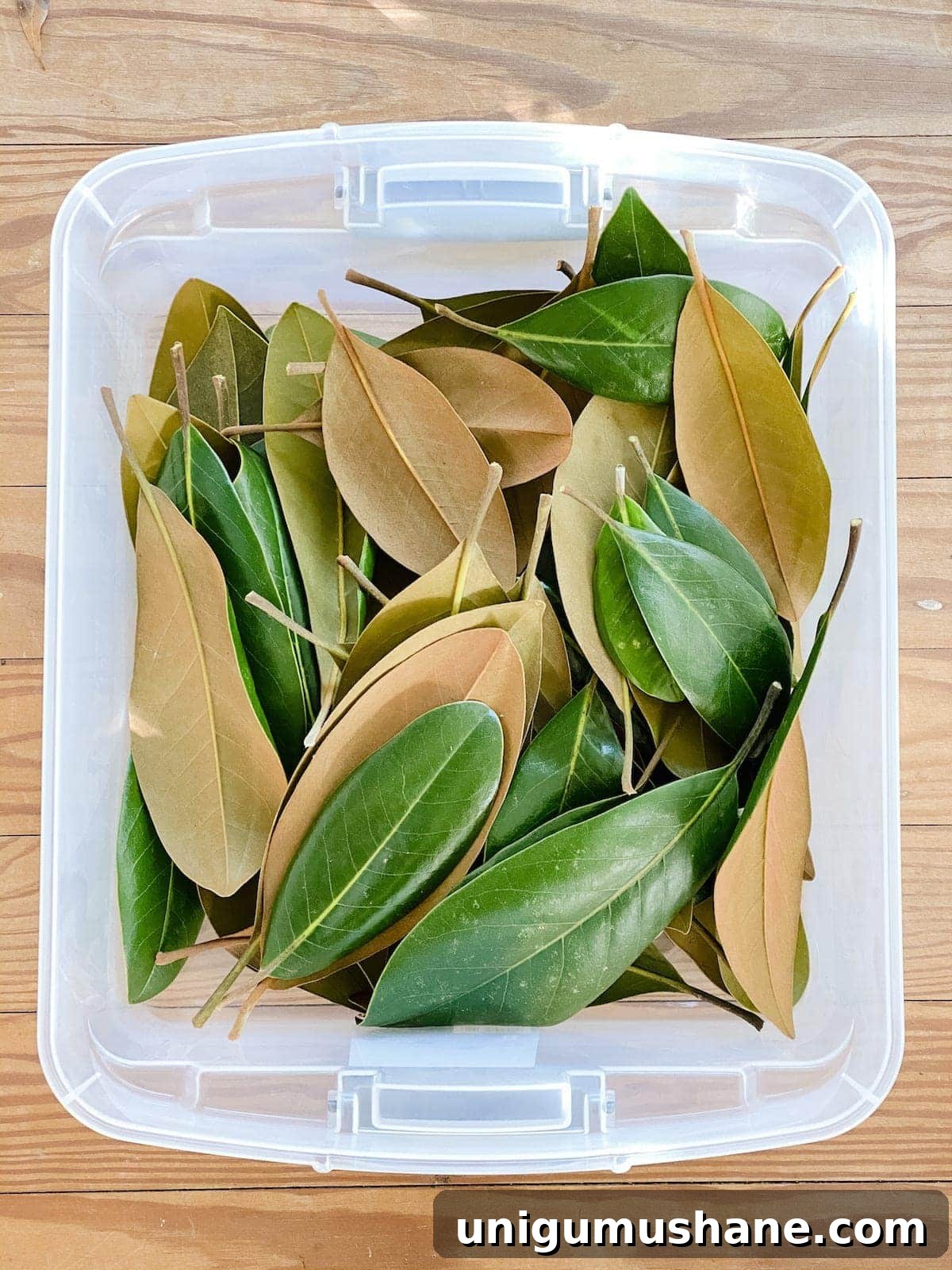 How to Dry Fruit and Preserve Leaves for Natural Christmas Decor 3 how to preserve magnolia leaves