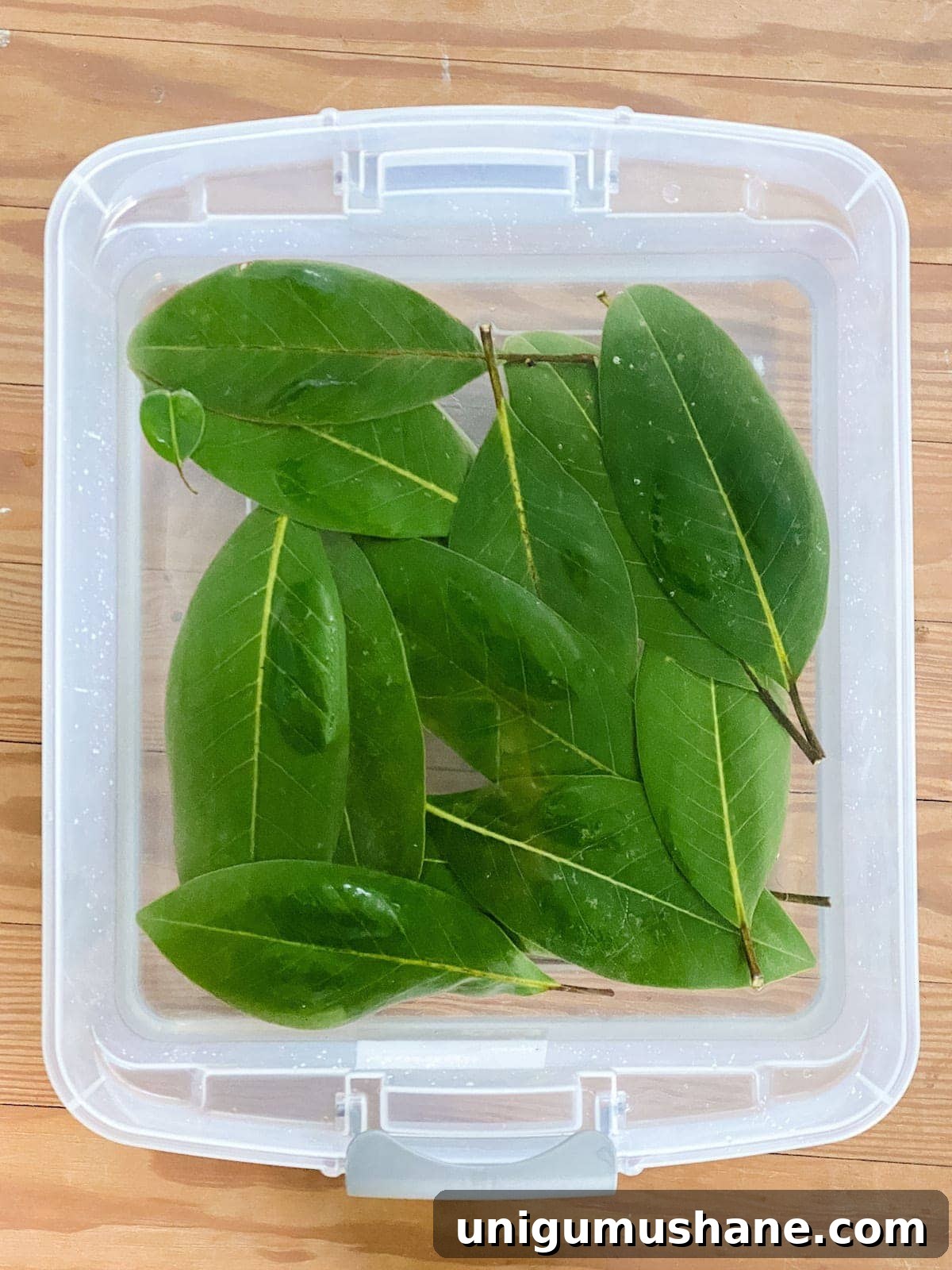 How to Dry Fruit and Preserve Leaves for Natural Christmas Decor 5 Preserving Magnolia leaves in glycerin for Christmas garlands and wreaths
