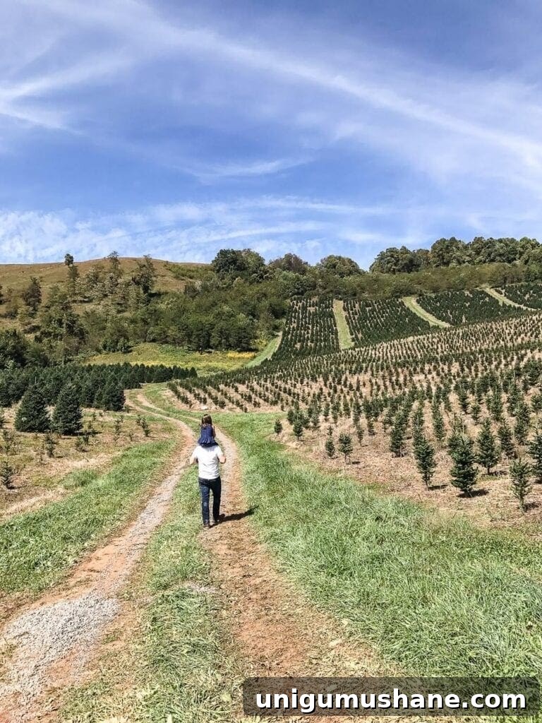 Frosty's Choose & Cut Tree Farm - Jefferson, NC